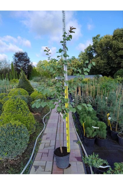 Абрикос Шедевр (ранній) - 5л/вис.140-160см/Ø30-40см